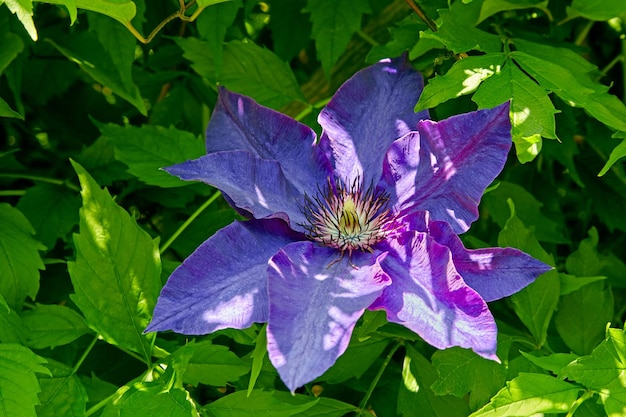 Fiore di Clematis Blue Angel in fiore su uno sfondo di fogliame verde