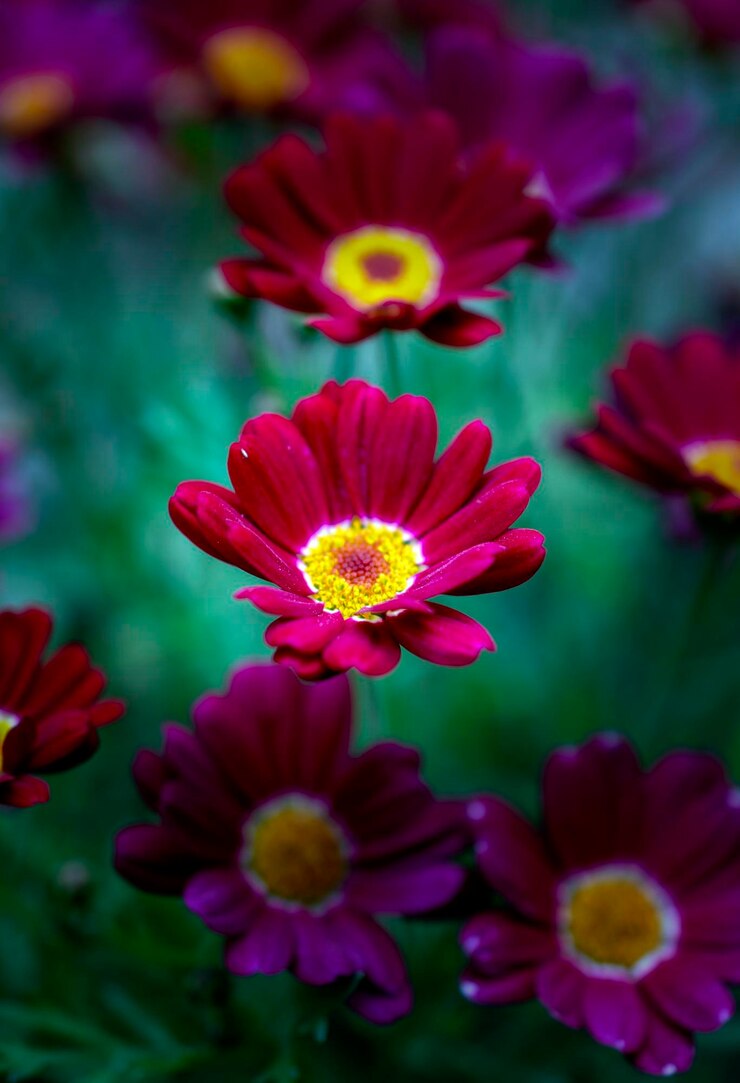Foto fiore di colore di ceralacca con sfondo verde sfocato