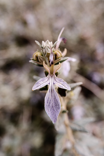 Fiore di colore in primo piano