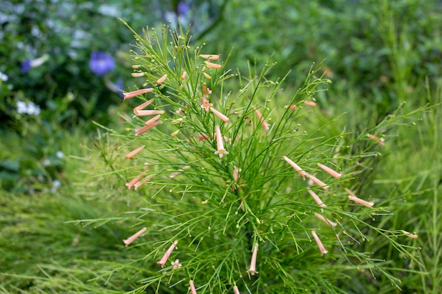 Fiore di colore rosa della pianta della fontana.