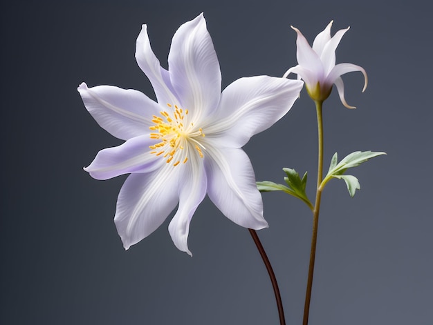 Fiore di Columbine sullo sfondo dello studio singolo fiore di Columbus bellissimo fiore ai immagine generata