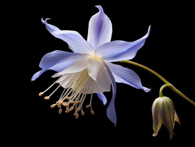 Fiore di Columbine sullo sfondo dello studio singolo fiore di Columbus bellissimo fiore ai immagine generata