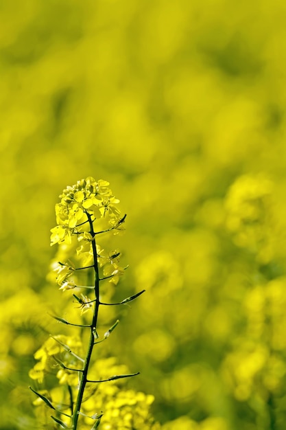 Fiore di Colza sul campo