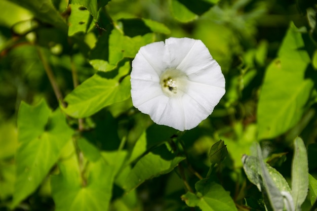 Fiore di convolvolo bianco