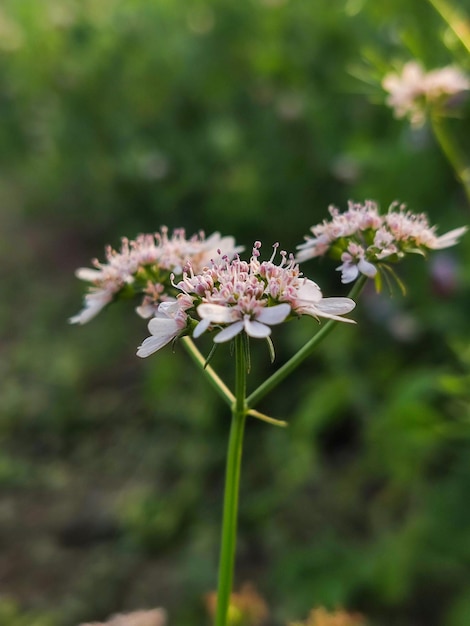 Fiore di coriandolo