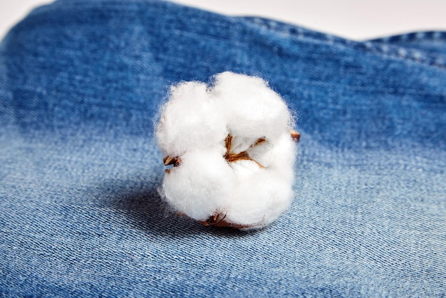 Fiore di cotone bianco delicato e soffice su sfondo texture tessuto blue jeans