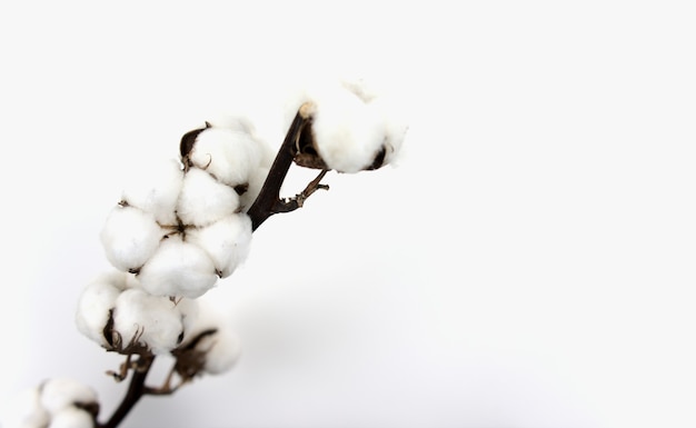 Fiore di cotone ramo piatto giaceva su sfondo bianco Natura morta in stile arte fotografia