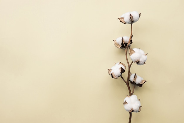 Fiore di cotone su sfondo di carta giallo pallido pastello