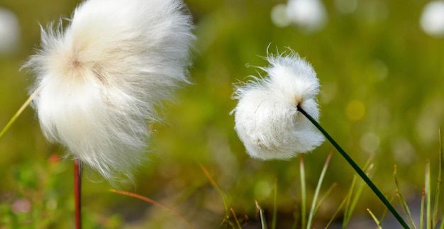 Fiore di cottongrass bianco sulla natura