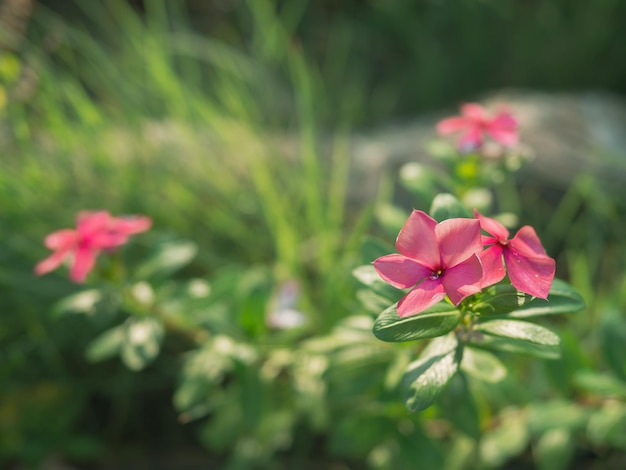 Fiore di crescione rosa