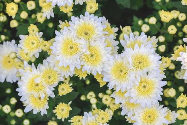 Fiore di crisantemo bianco con giallo sul centro,