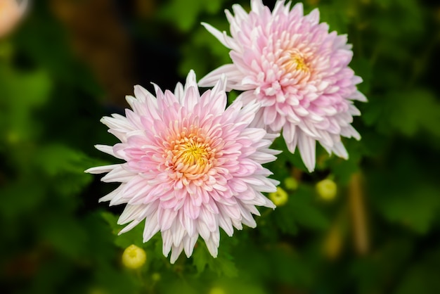 Fiore di crisantemo bianco