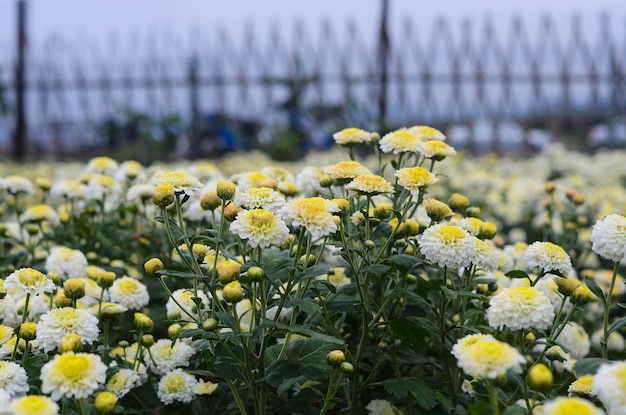 Fiore di crisantemo biologico nella contea di Tongluo Miaoli di Taiwan Daisy del fiorista giallo