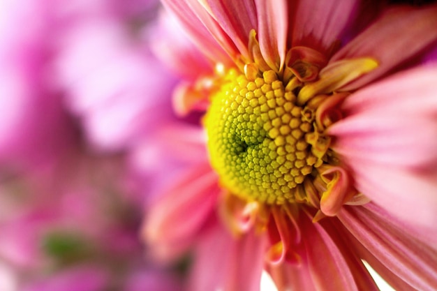 Fiore di crisantemo da giardino autunnale