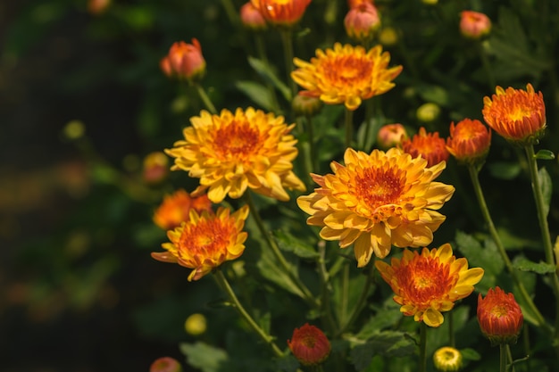 Fiore di crisantemo giallo con centro arancione