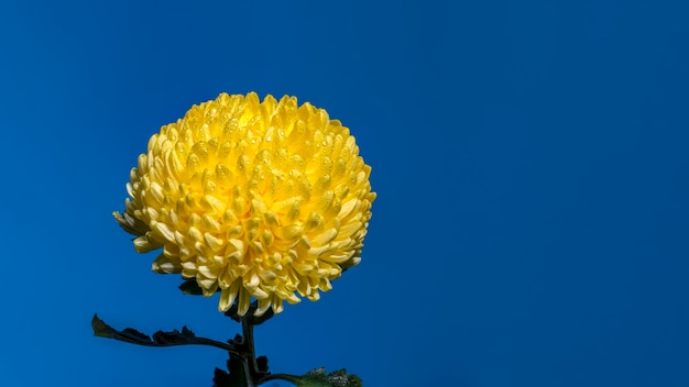 Fiore di crisantemo giallo su sfondo blu Close-up della testa del fiore