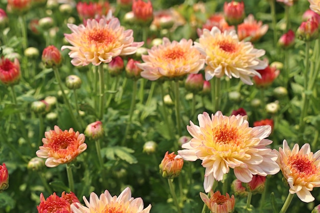 Fiore di crisantemo in tropicale