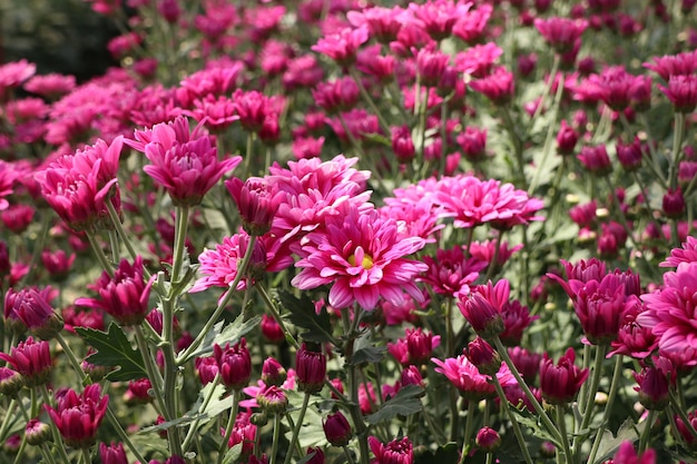 Fiore di crisantemo in tropicale