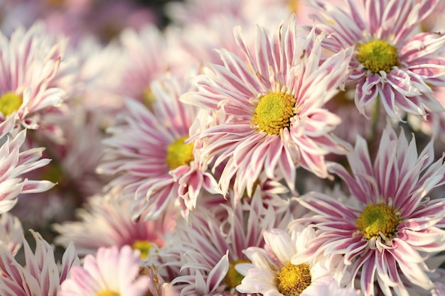 Fiore di crisantemo rosa antico sotto la luce del sole