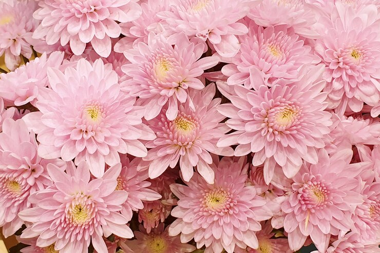 Fiore di crisantemo rosa bella