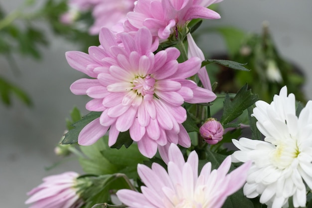 fiore di crisantemo rosa con petali bianchi e rosa