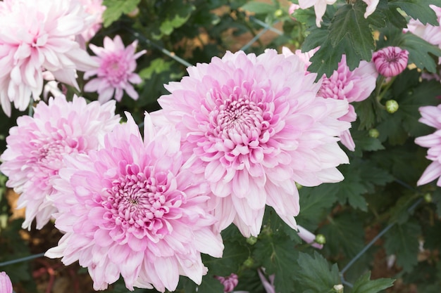 Fiore di crisantemo rosa fuoco di morbidezza