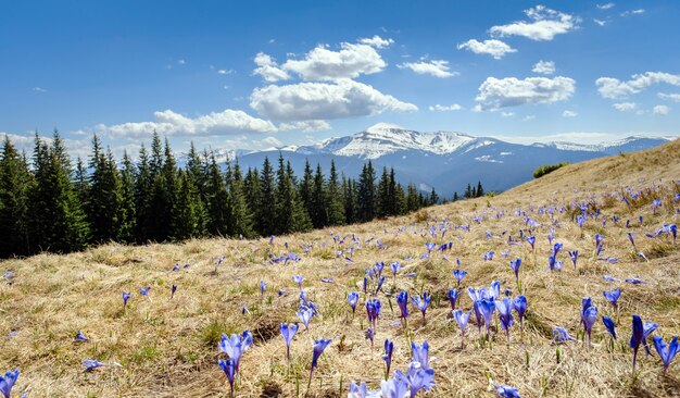 Fiore di croco a primavera nelle montagne delle Alpi