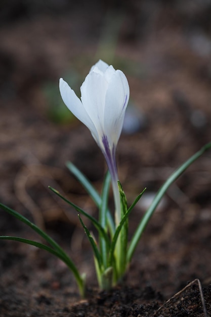 Fiore di croco bianco con le foglie verdi