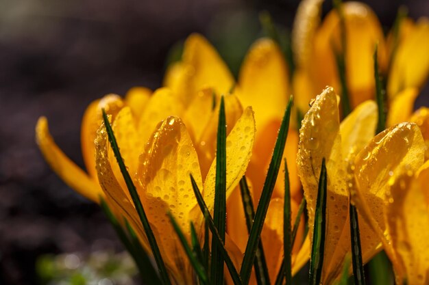 Fiore di croco giallo in fiore in una fotografia macro di una giornata di sole primaverile