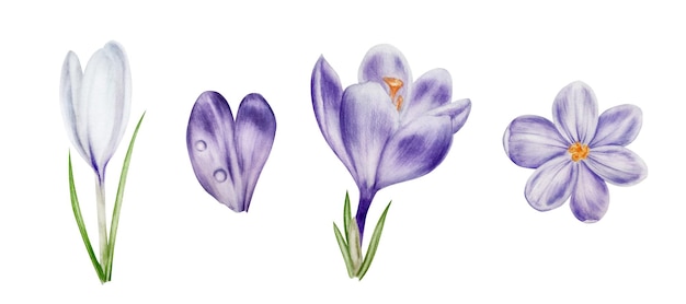 Fiore di croco in fiore bianco e viola dell'acquerello isolato su sfondo bianco primavera e pasqua