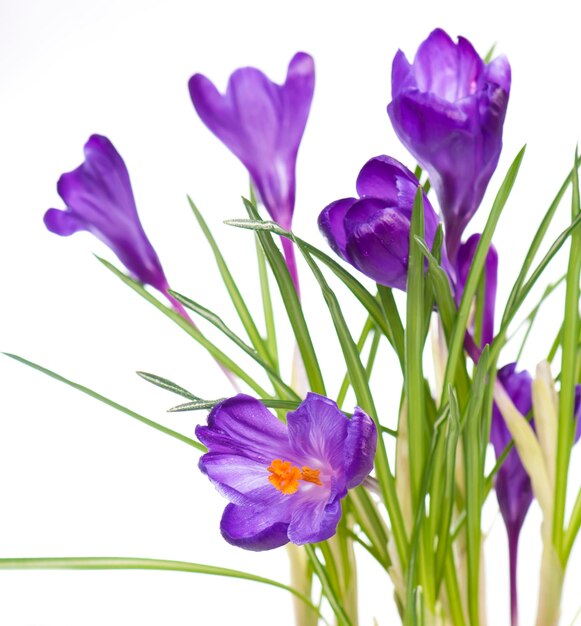 Fiore di croco in primavera Crochi viola isolati su sfondo bianco