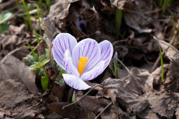 Fiore di croco primaverile bianco e viola con stami gialli in giardino soleggiato contro fogliame secco