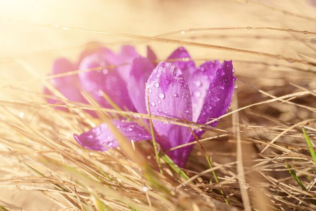 Fiore di croco primaverile