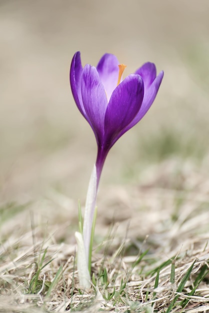 Fiore di croco primaverile