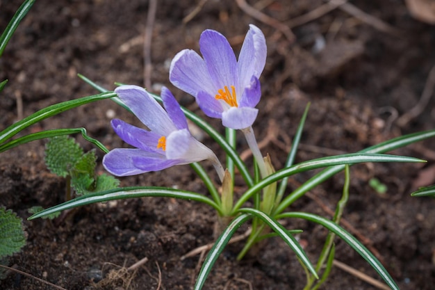 Fiore di croco viola con le foglie verdi