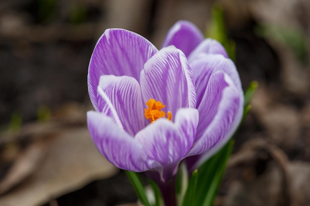 Fiore di croco viola in fiore in una fotografia macro di un giorno di primavera