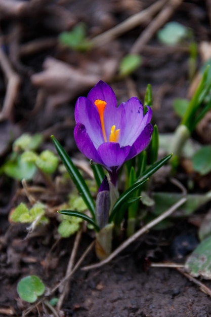 Fiore di croco viola nel giardino in primavera