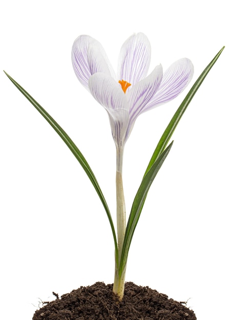 Fiore di crocus che cresce da terra isolato su sfondo nero