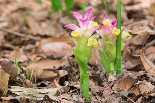 Fiore di Curcuma zanthorrhiza (Wan-chak-mot-luk Thainame)