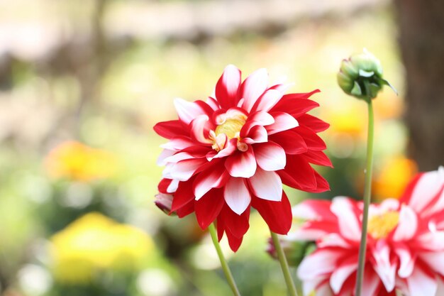 Fiore di dalia di colore viola fiore bellissimo fiore di dalia rosso