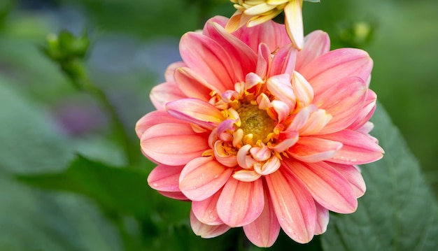 Fiore di dalia rosa brillante su un letto di fiori in estate Giardinaggio fiori perenni paesaggistica