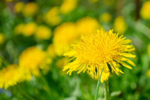 Fiore di dente di leone luminoso giallo succoso singolo su sfondo sfocato di dente di leone