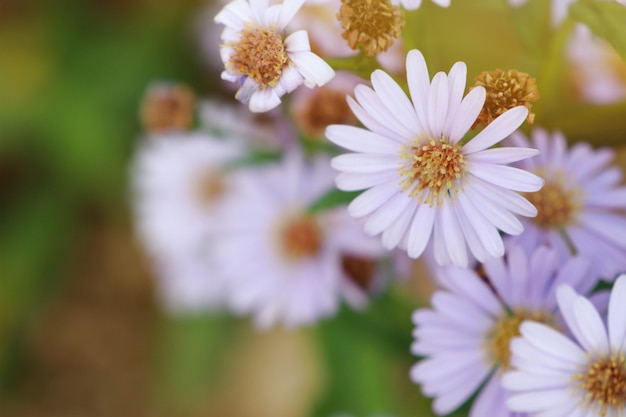 fiore di diasy in natura