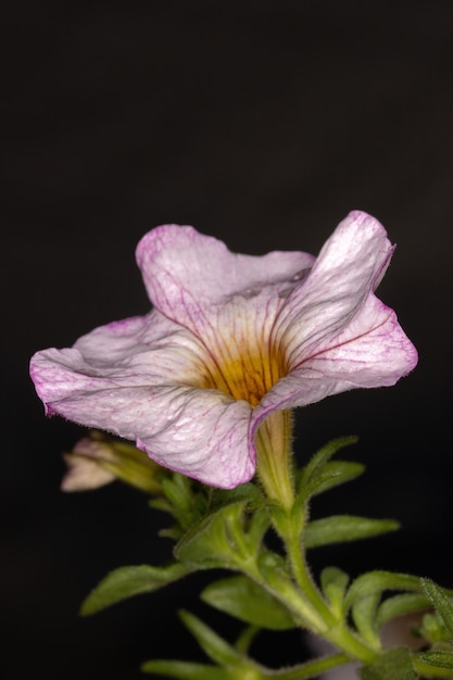 Fiore di Dicotiledone della Classe Magnoliopsida