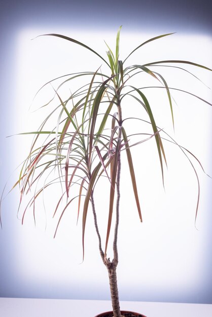 Fiore di Dracaena con foglie su sfondo bianco