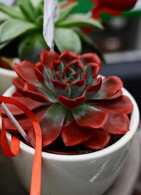 Fiore di Echeveria in un primo piano di un negozio di fiori Succulente