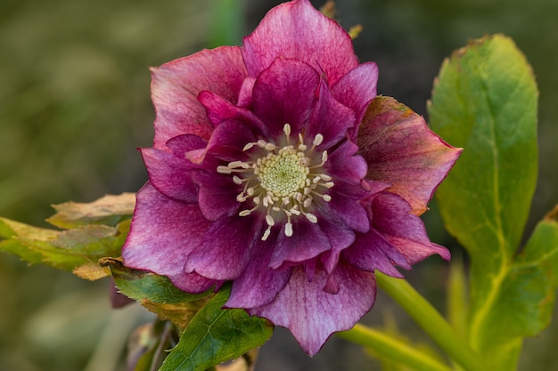 Fiore di elleboro rosa viola Double Ellen Pink Macchiato con macchie sul petalo