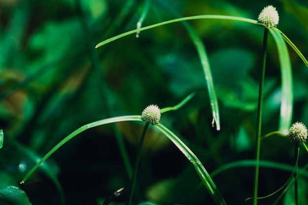 Fiore di erba a tre vie nella foresta pluviale.