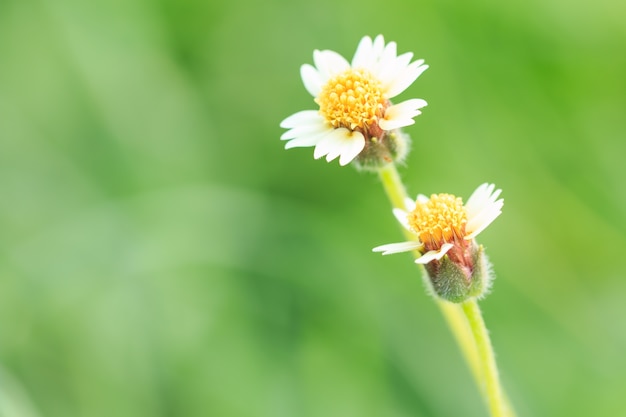 Fiore di erba al sole