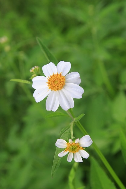 Fiore di erba bianca nella foresta